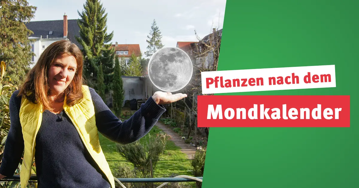 Pflanzen nach dem Mondkalender - Hitradio antenne 1