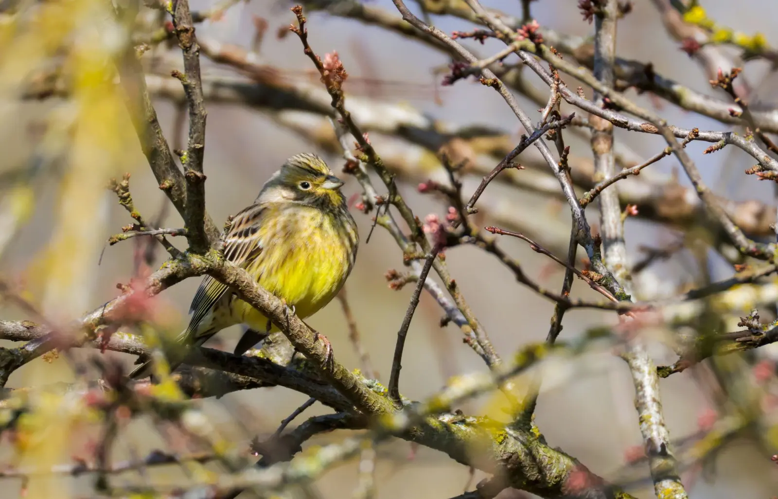 App-Tipp: Vögel bestimmen mit Merlin Bird ID 🐦