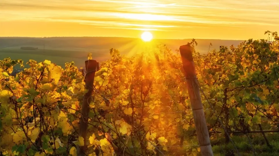 Die Top 10 der besten Weingüter in Baden-Württemberg