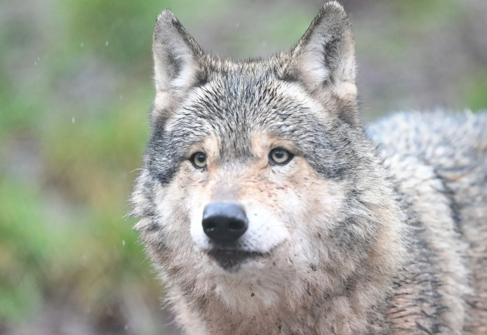 Erneut Wolf im Hamburger Westen unterwegs