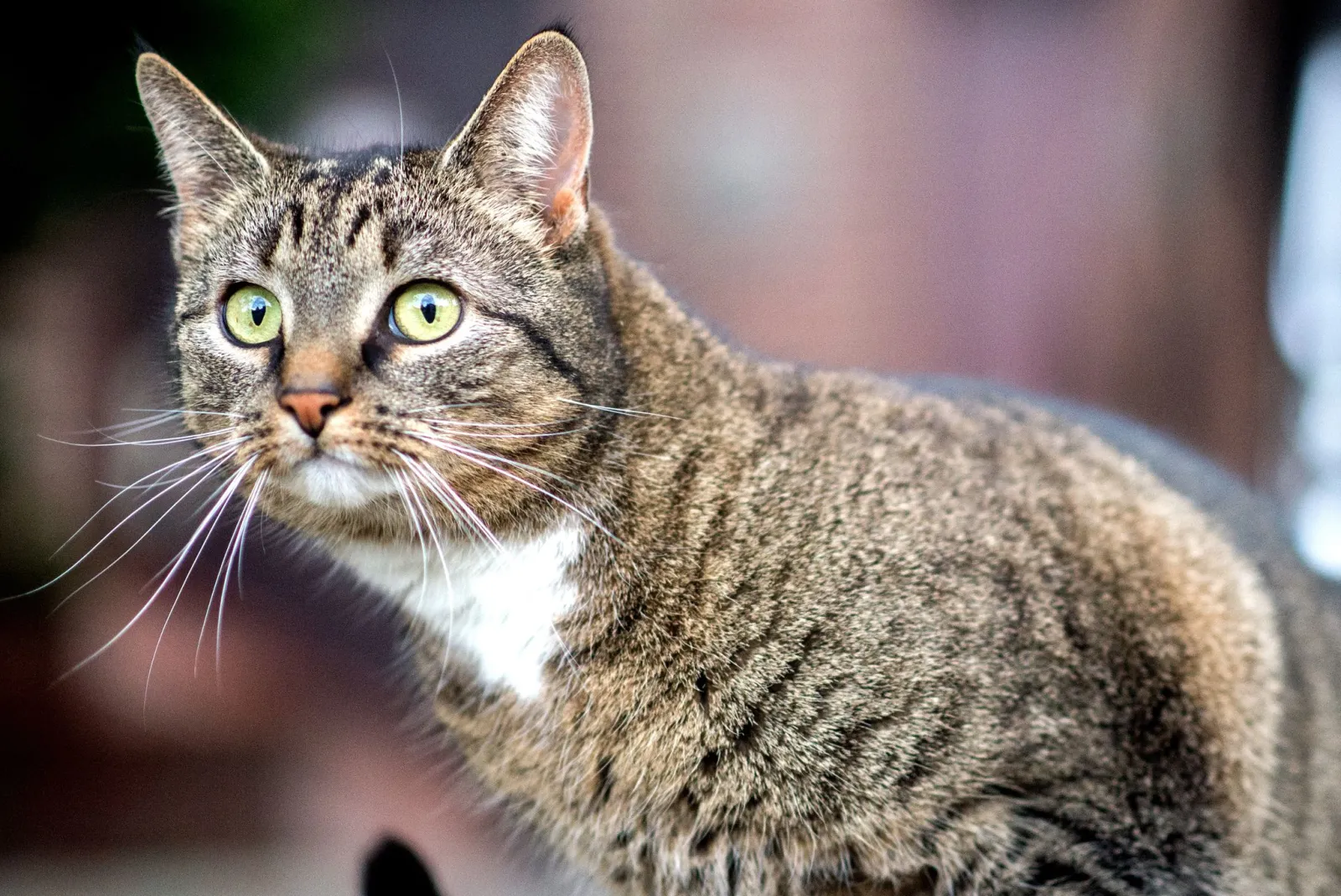 Aus Korb gesprungen: Katze löst laut Besitzerin Unfall aus