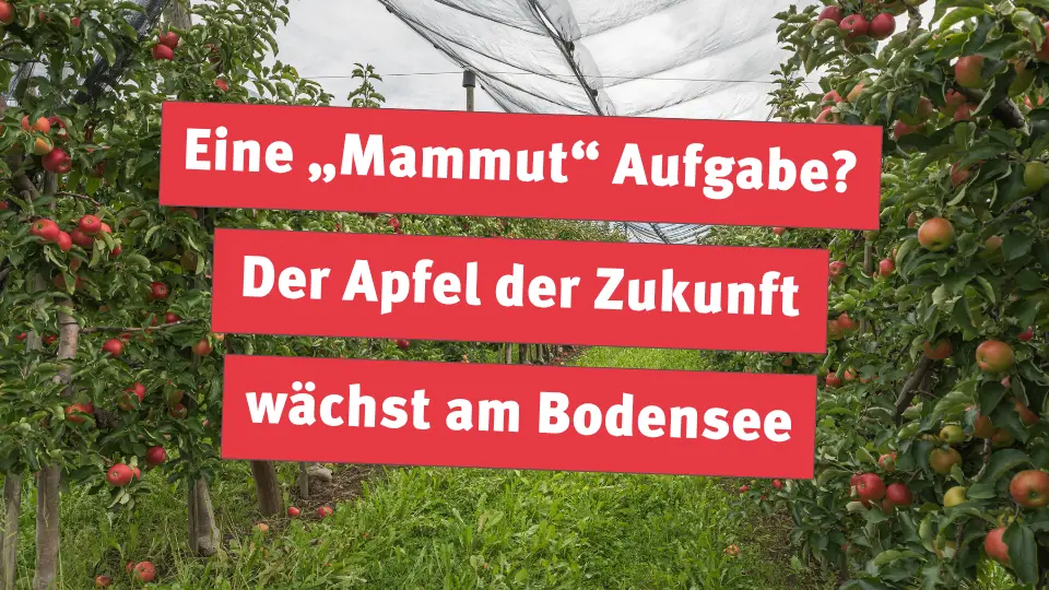 Eine „Mammut“ Aufgabe? Der Apfel der Zukunft wächst am Bodensee