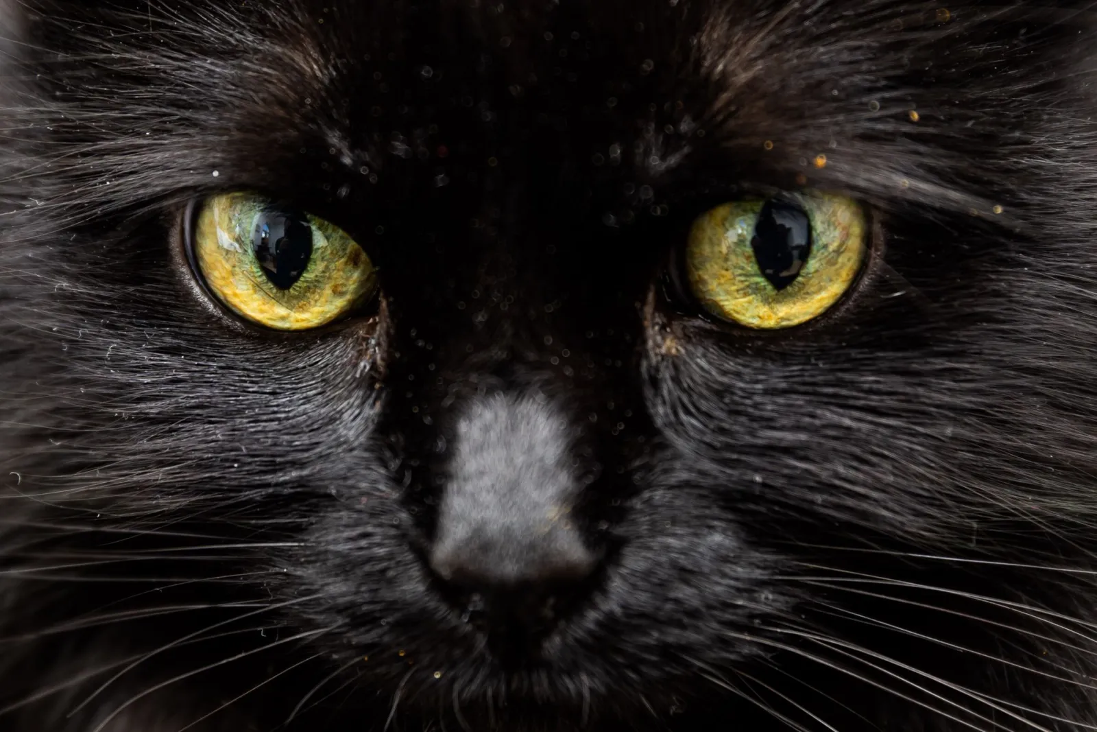 Erhängter Kater in Wolfach gefunden – Polizei ermittelt