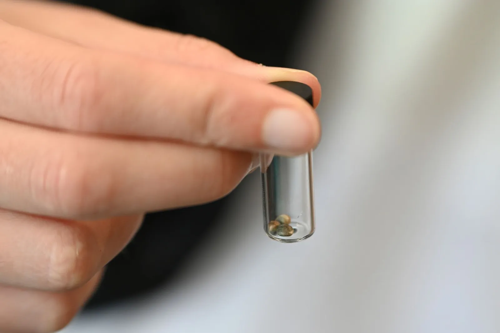 EU-Behörde deckt illegalen Handel mit THC-Fruchtgummis auf