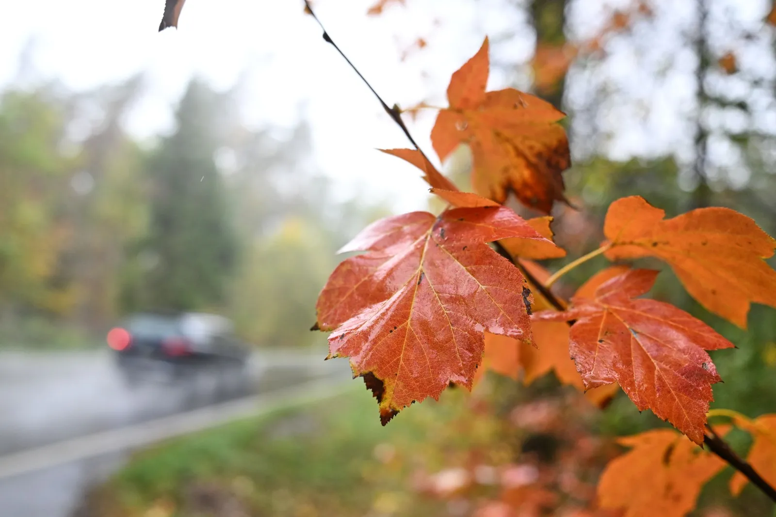Frost, Sturm, Regen, Schnee: Der Herbst bleibt ungemütlich