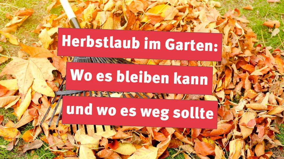 Herbstlaub im Garten: Wo es bleiben kann und wo es weg sollte