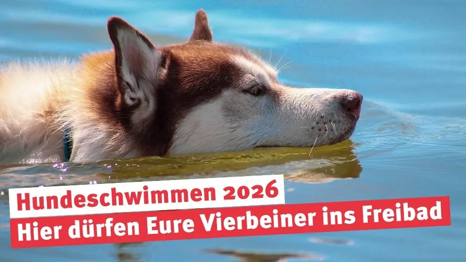 Hundeschwimmen 2026: Hier dürfen Eure Vierbeiner ins Freibad
