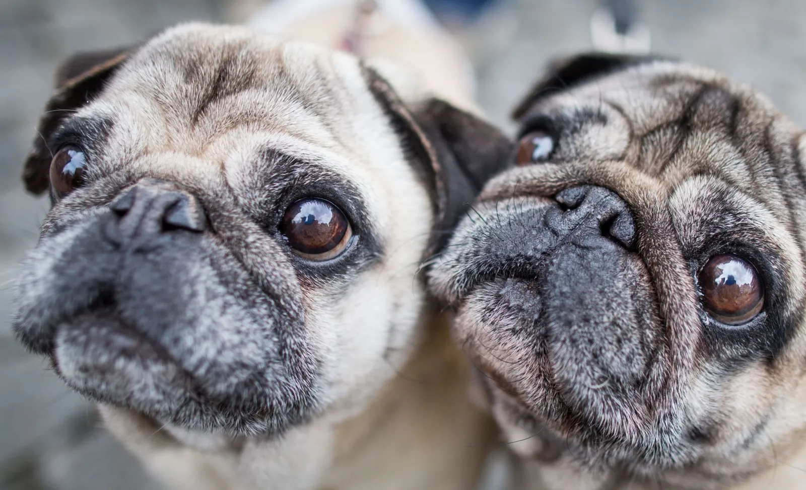 Mops frei auf Autobahn - Tier überlebt unverletzt