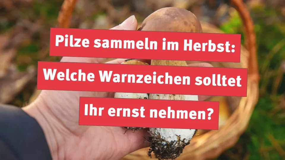 Pilze sammeln im Herbst: Welche Warnzeichen solltet Ihr ernst nehmen?