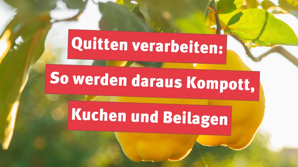 Quitten verarbeiten: So werden daraus Kompott, Kuchen und Beilagen