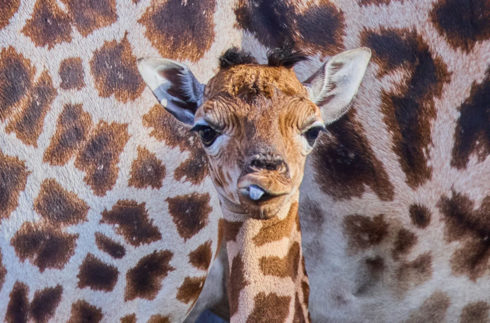 «Sehr agil und aufgeweckt» - Schwerin begrüßt Giraffenbaby