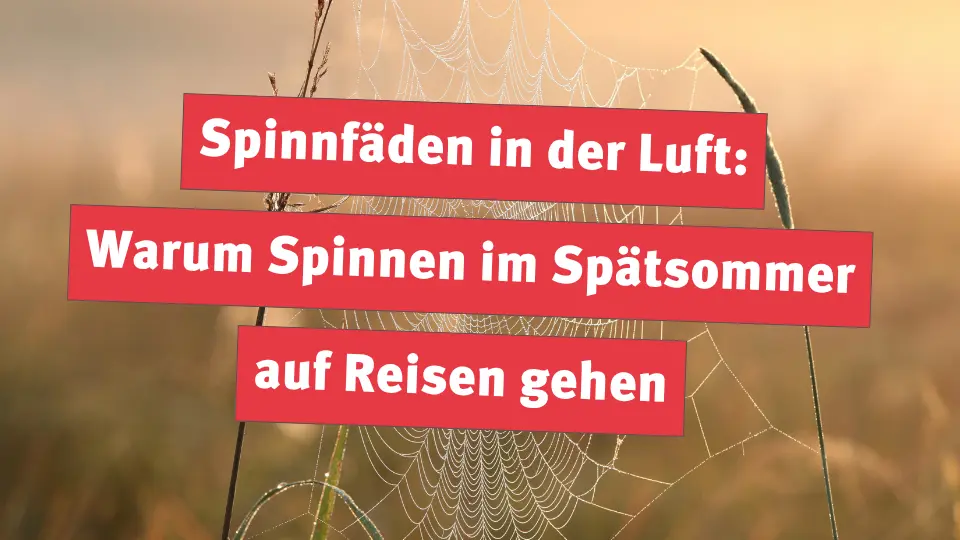 Spinnfäden in der Luft: Warum Spinnen im Spätsommer auf Reisen gehen
