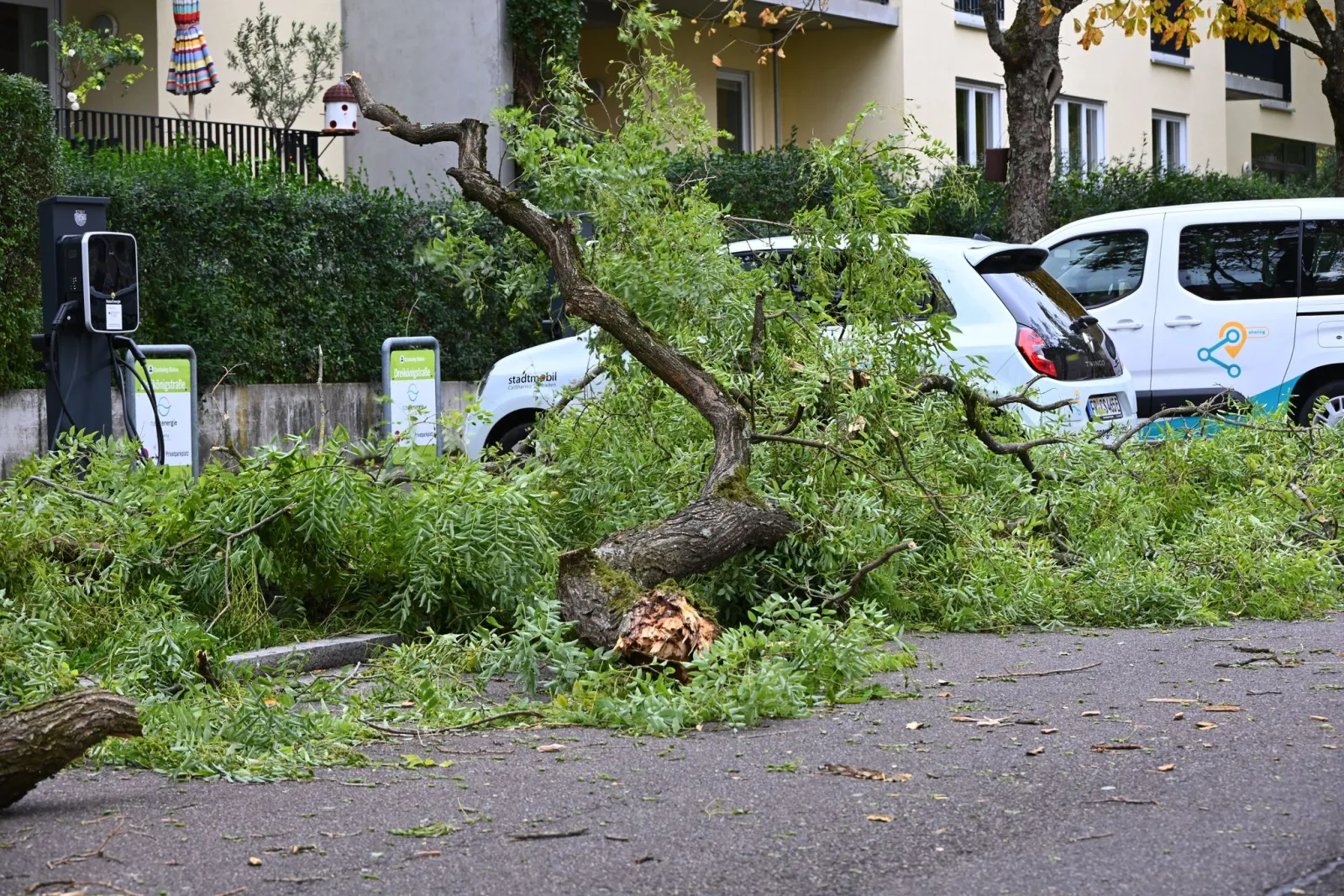 Sturm lässt im Schwarzwald Bäume umstürzen