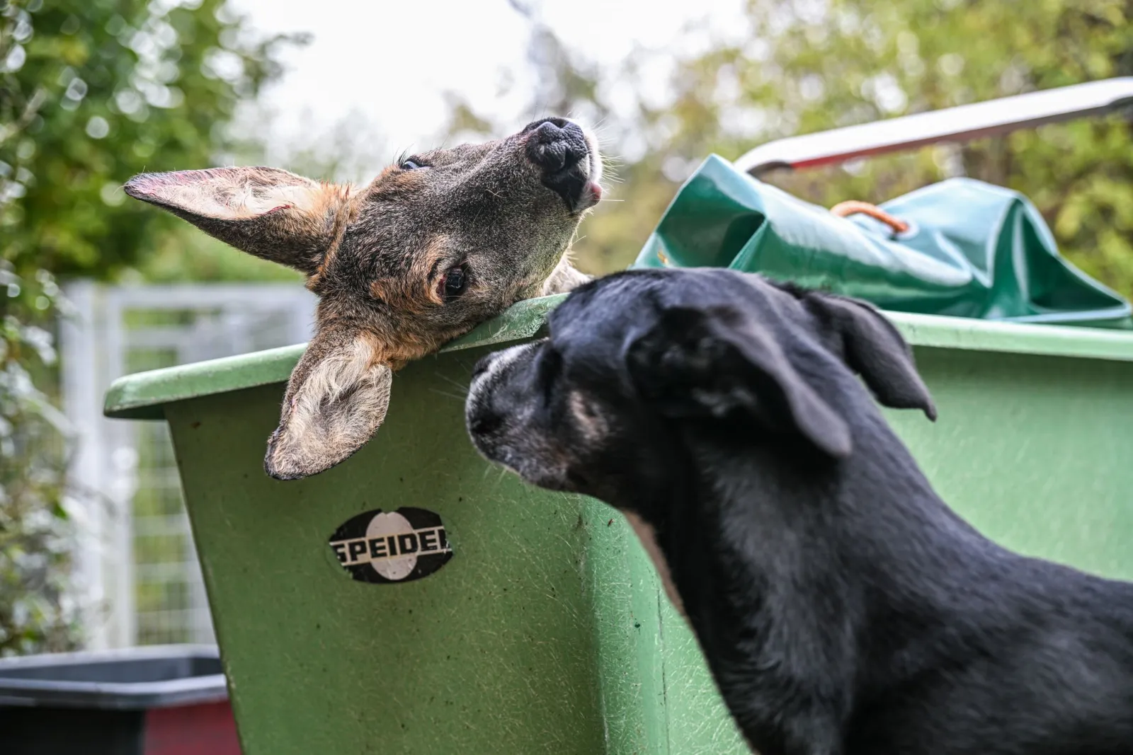 Tierheim nutzt Unfallwild als Hundefutter - Pilotcharakter?