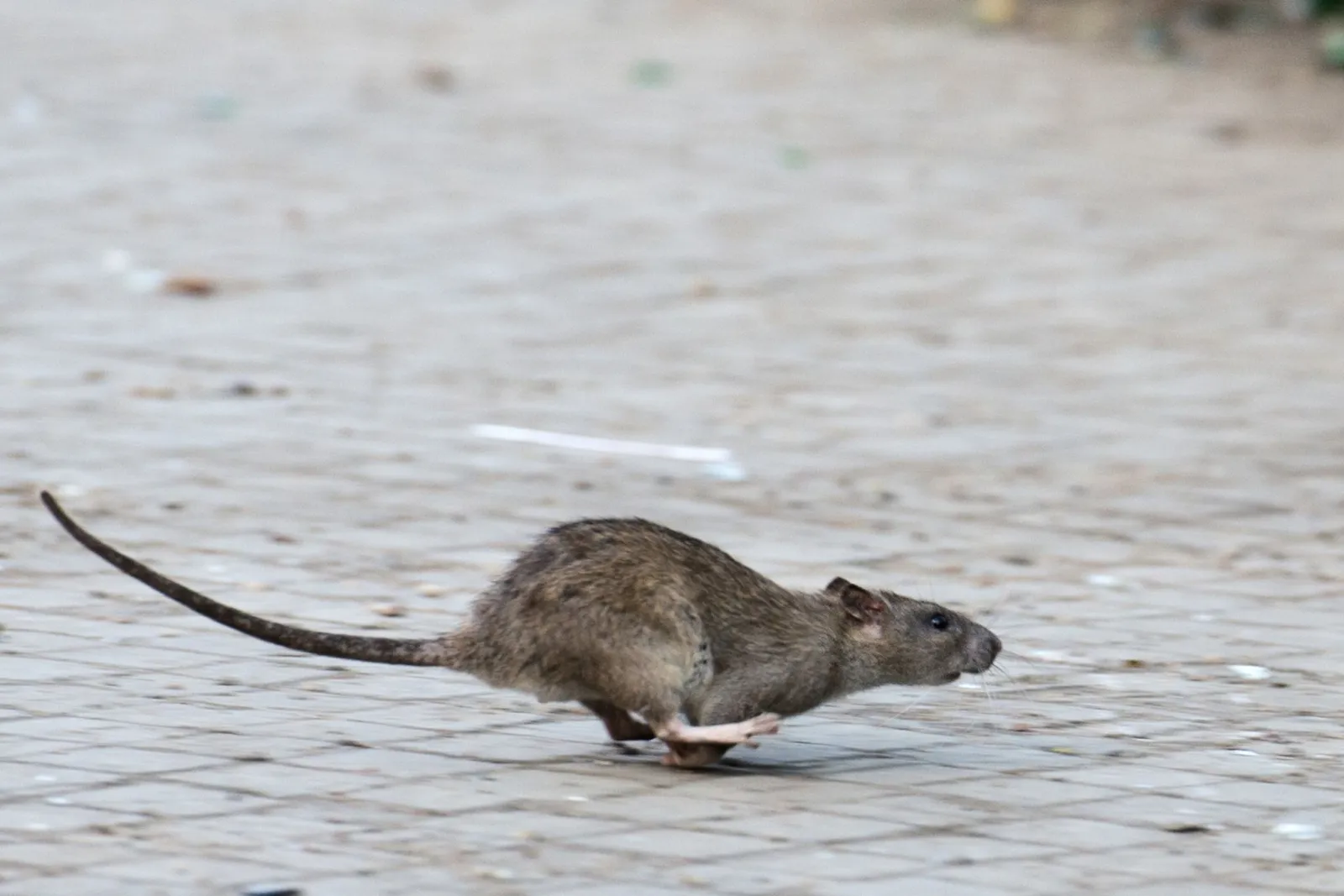 Tote Ratte im Briefkasten von Rassismus-Gegnerin