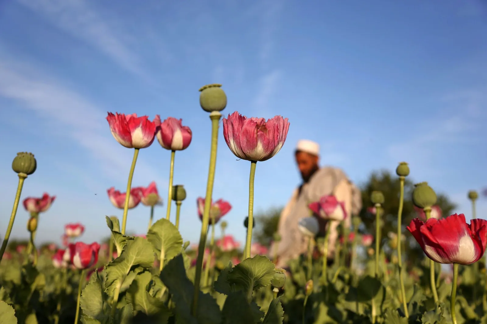 UN: Opiumproduktion in Afghanistan nimmt stark zu