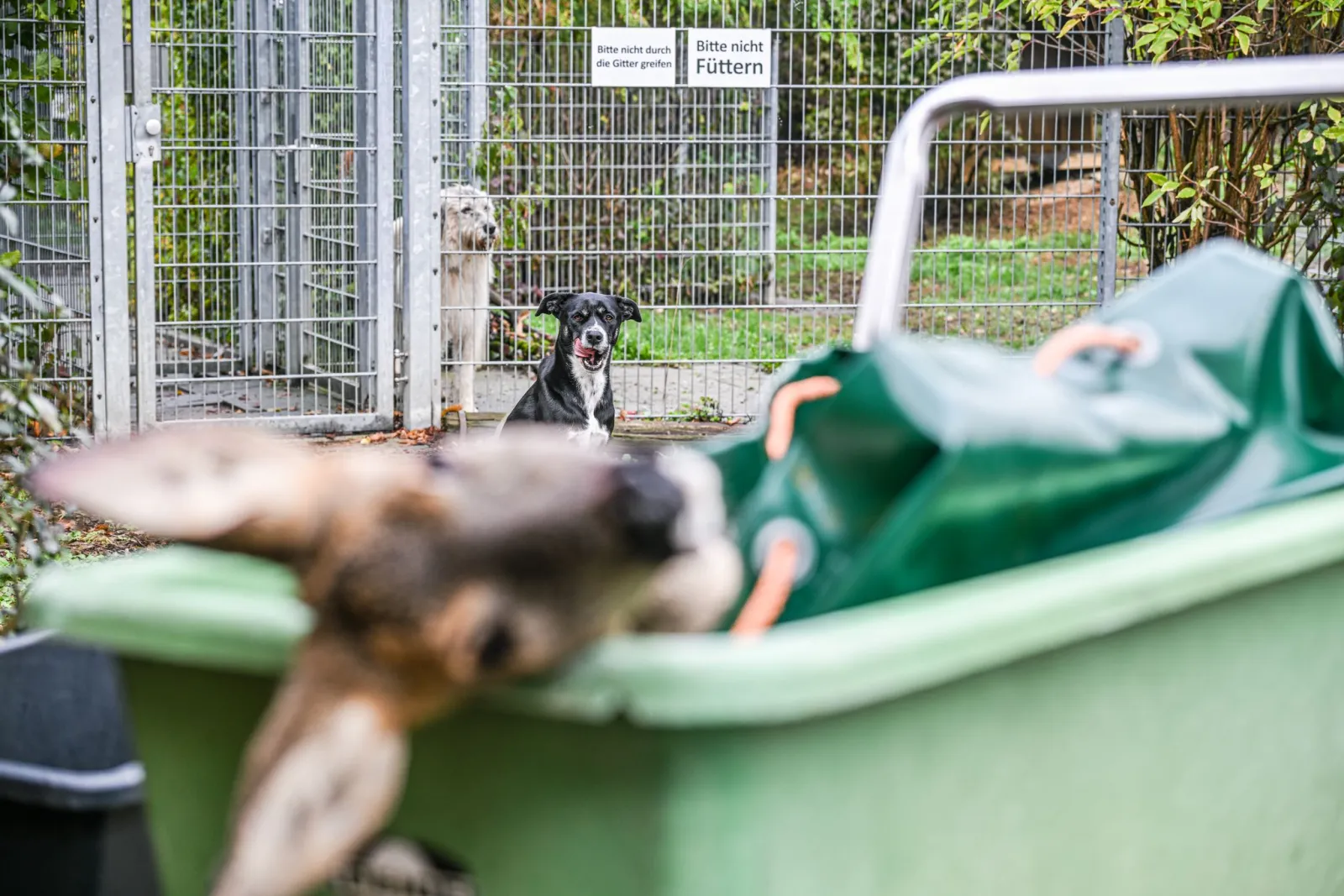 Vom Straßenrand in den Napf - Unfallwild als Tierheimfutter