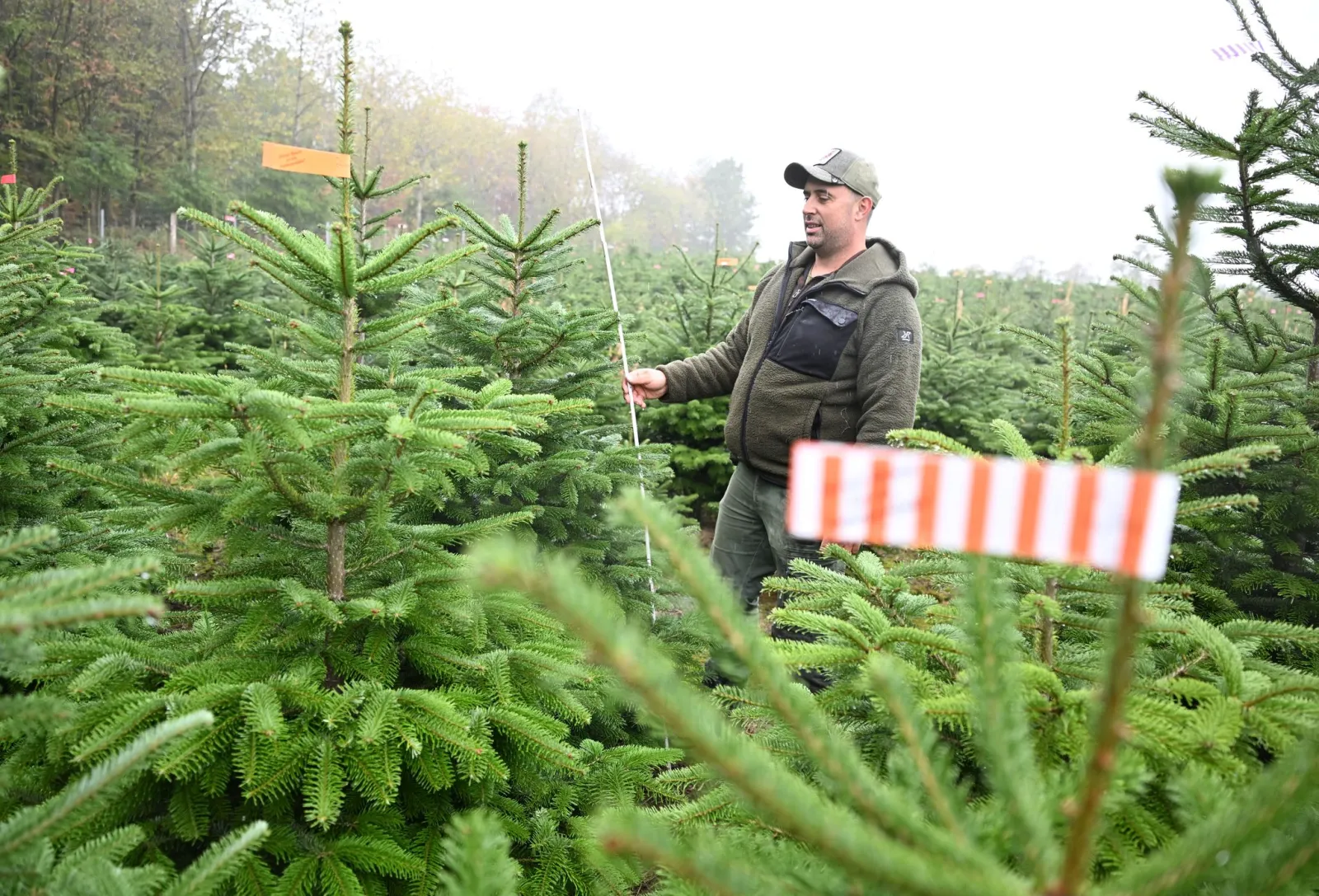 Vor der Weihnachtsbaum-Saison – So werden die Preise