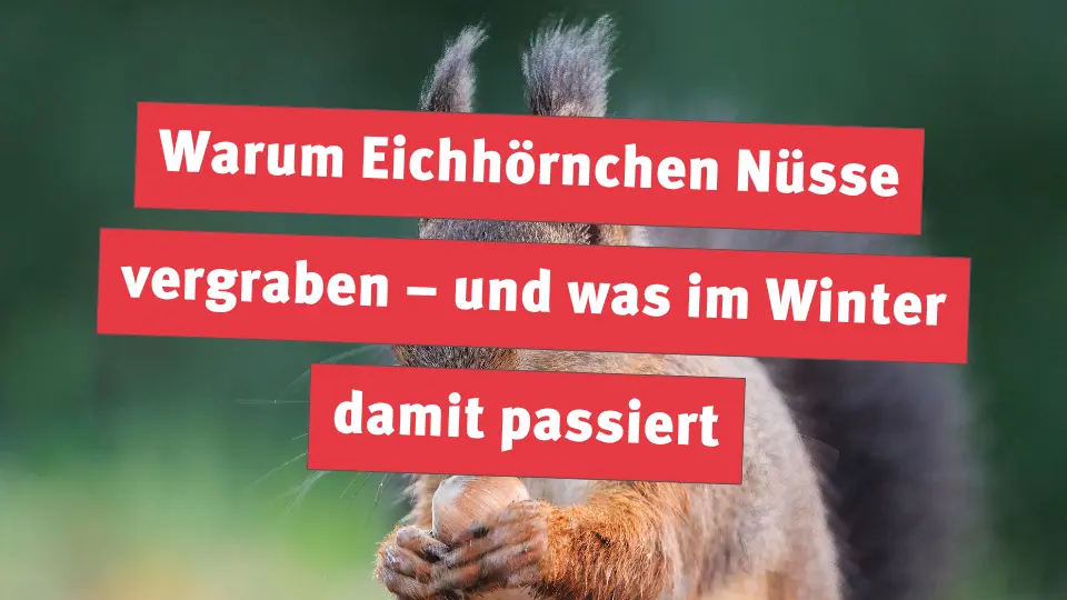 Warum Eichhörnchen Nüsse vergraben – und was im Winter damit passiert