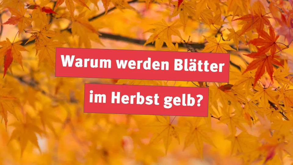 Warum werden Blätter im Herbst gelb?