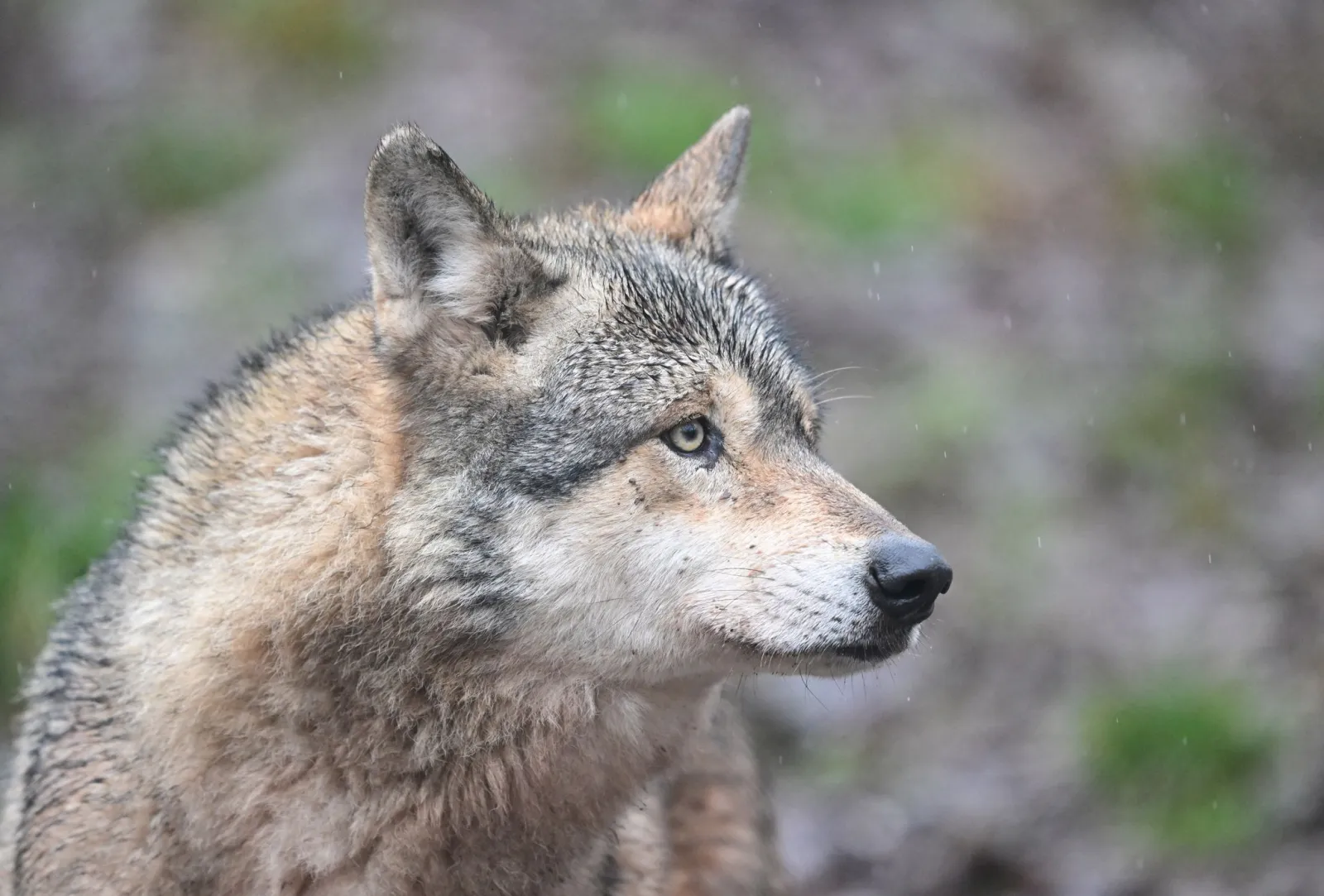 Was der Hornisgrinde-Wolf das Land bislang gekostet hat