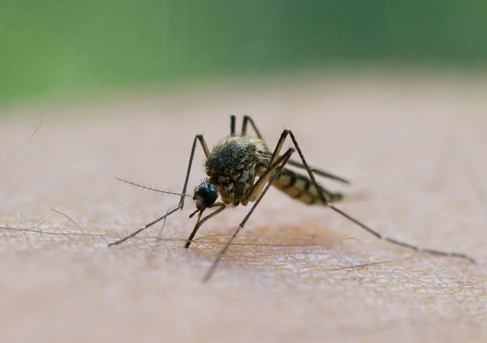 West-Nil-Virus im Land: Das muss man jetzt wissen