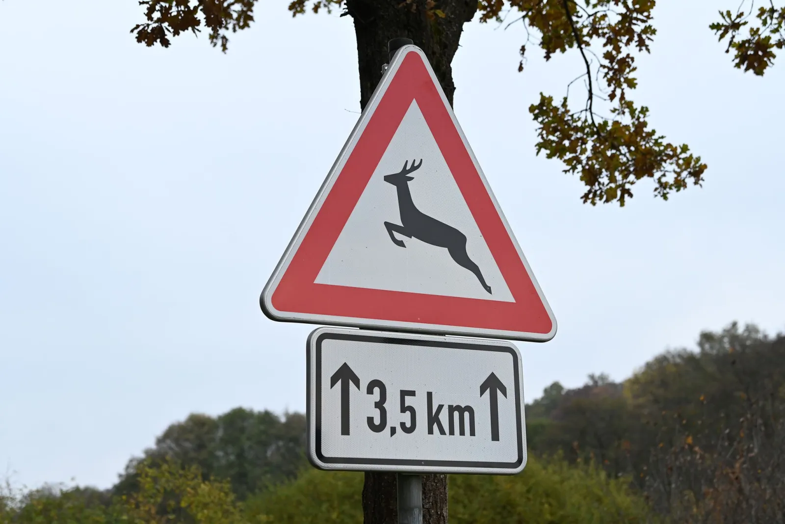 Wie man Wildunfälle vermeidet und was im Notfall zu tun ist