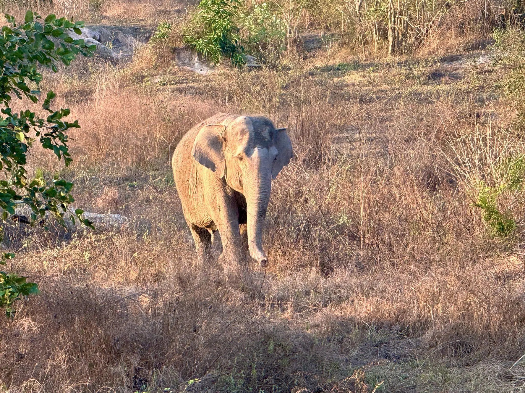 Wilder Elefant tötet Camper in thailändischem Nationalpark - Hitradio ...