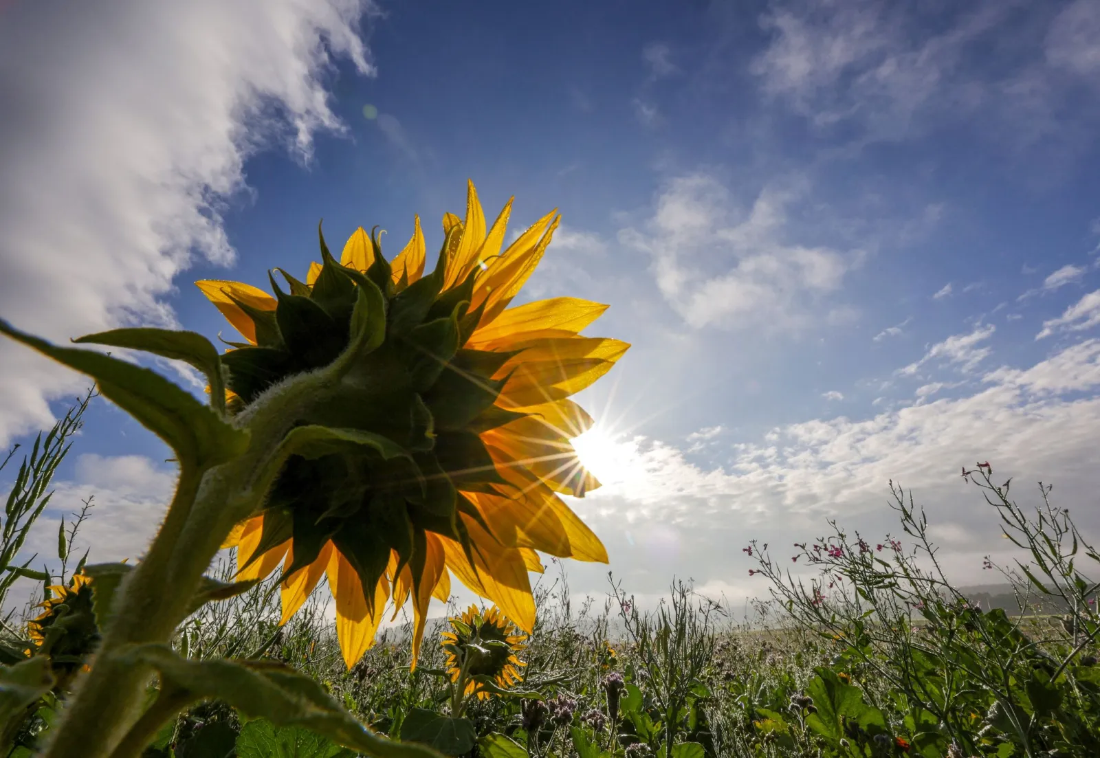 Wo sich der Spätsommer im Südwesten noch einmal breit macht
