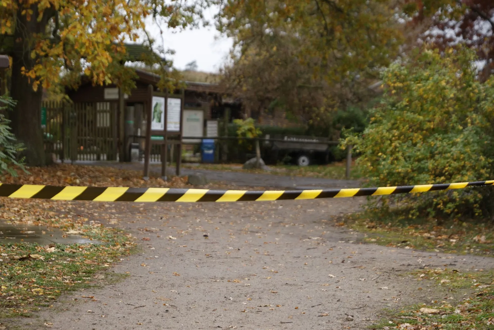 Wolf attackiert Achtjährige im Wildpark - schwer verletzt