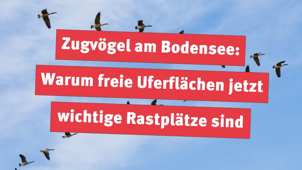 Zugvögel am Bodensee: Warum freie Uferflächen jetzt wichtige Rastplätze sind
